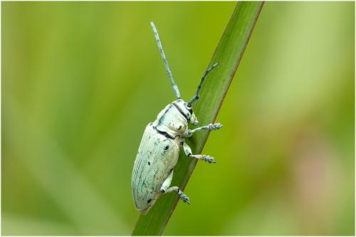 Réf. 318 822 : Prosopocera sp.